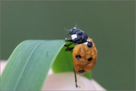 <p>SLUNÉČKO SEDMITEČNÉ (Coccinella septempunctata) ---- /Seven-spotted ladybug - Siebenpunkt-Marienkäfer/</p>